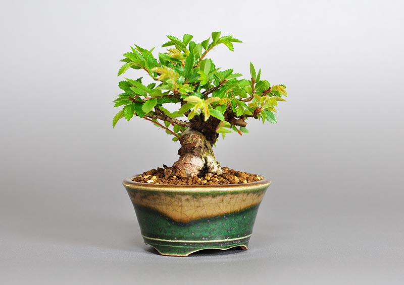 ニレケヤキ-D2（にれけやき・楡欅）雑木盆栽を左側から見た景色・Ulmus parvifolia bonsai photo