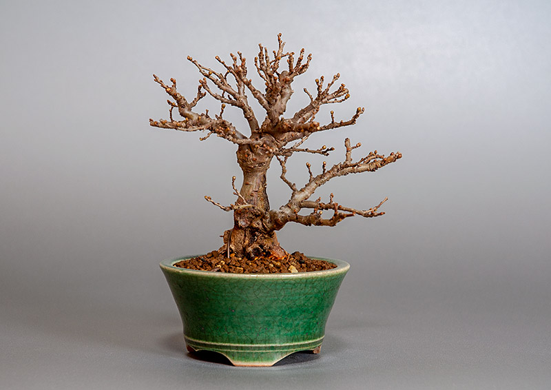ニレケヤキ-D3（にれけやき・楡欅）雑木盆栽の販売と育て方・作り方・Ulmus parvifolia bonsai