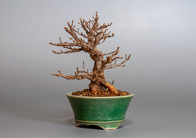 ニレケヤキ-D3（にれけやき・楡欅）雑木盆栽を右側から見た景色・Ulmus parvifolia bonsai