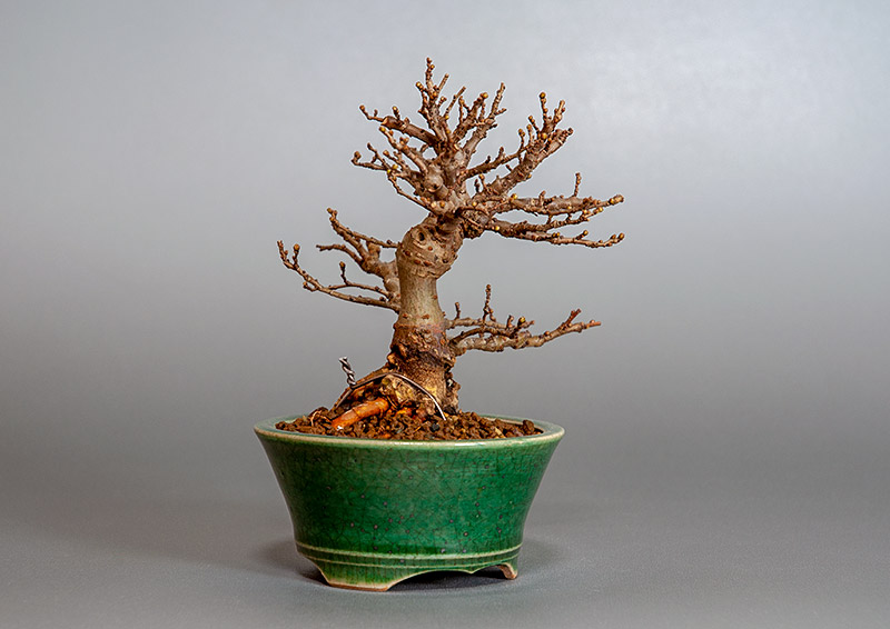 ニレケヤキ-D3（にれけやき・楡欅）雑木盆栽を左側から見た景色・Ulmus parvifolia bonsai