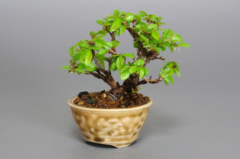 ニレケヤキ-E1-1（にれけやき・楡欅）雑木盆栽の販売と育て方・作り方・Ulmus parvifolia bonsai