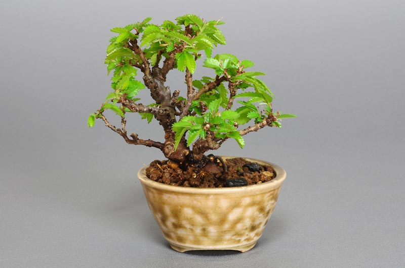 ミニ盆栽・ニレケヤキ-E1-1（にれけやき・楡欅）雑木盆栽を裏側から見た景色・Ulmus parvifolia bonsai