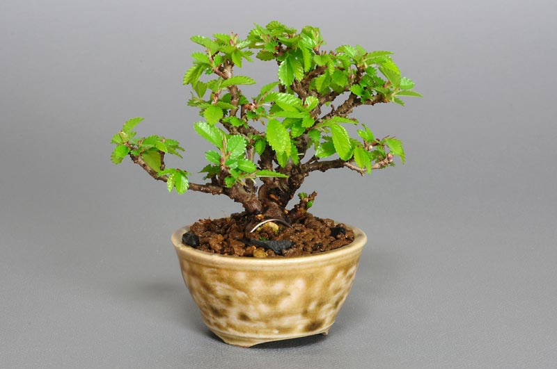 ニレケヤキ-E1-1（にれけやき・楡欅）雑木盆栽を左側から見た景色・Ulmus parvifolia bonsai