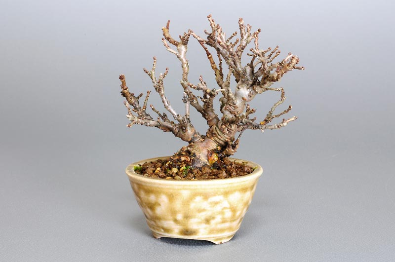 ニレケヤキ-E1（にれけやき・楡欅）雑木盆栽の販売と育て方・作り方・Ulmus parvifolia bonsai