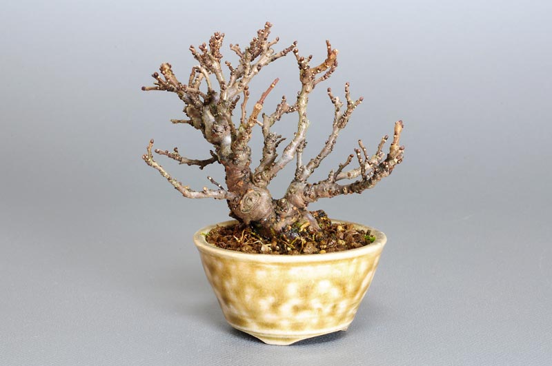 ニレケヤキ-E1（にれけやき・楡欅）雑木盆栽を裏側から見た景色・Ulmus parvifolia bonsai