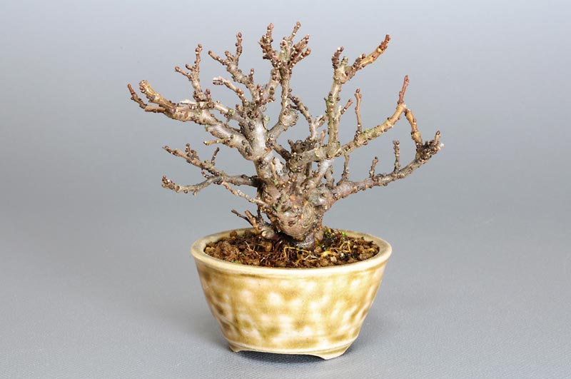 ニレケヤキ-E1（にれけやき・楡欅）雑木盆栽を右側から見た景色・Ulmus parvifolia bonsai