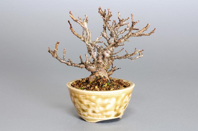 ニレケヤキ-E1（にれけやき・楡欅）雑木盆栽を左側から見た景色・Ulmus parvifolia bonsai