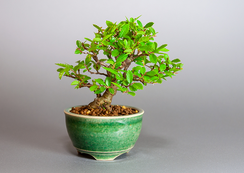 ニレケヤキ-E3（にれけやき・楡欅）雑木盆栽の販売と育て方・作り方・Ulmus parvifolia bonsai