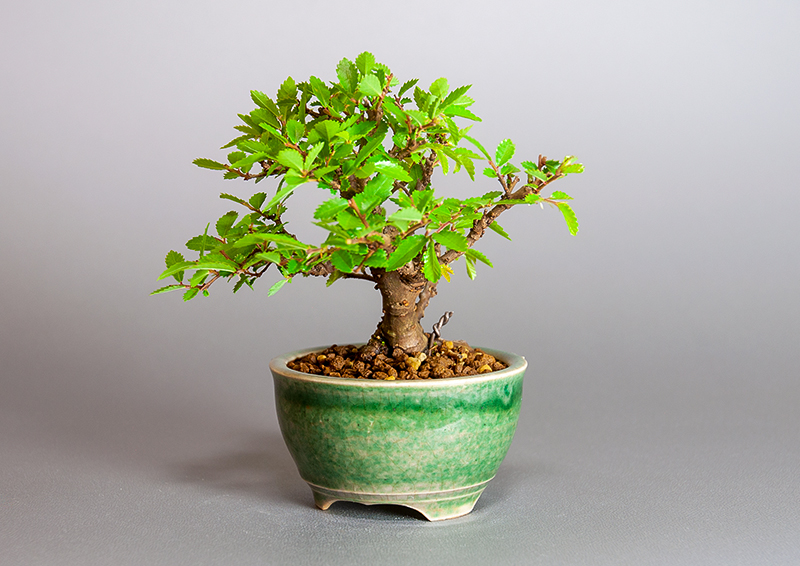 盆栽・ニレケヤキ-E3（にれけやき・楡欅）雑木盆栽を右側から見た景色・Ulmus parvifolia bonsai