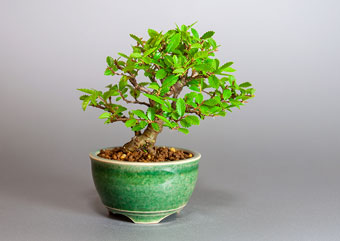 ニレケヤキ-E3（にれけやき・楡欅）盆栽の樹作りの参考樹形・Ulmus parvifolia Best bonsai