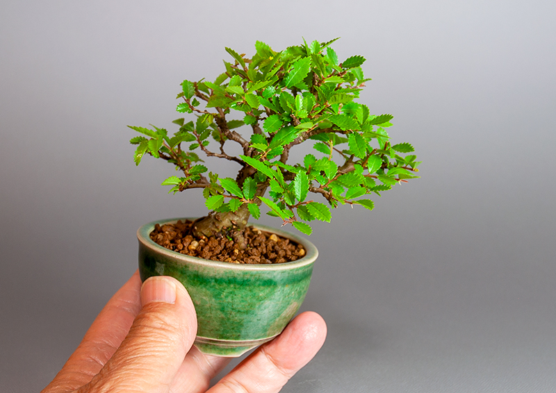 盆栽・ニレケヤキ-E3（にれけやき・楡欅）雑木盆栽を別側から見た景色・Ulmus parvifolia bonsai