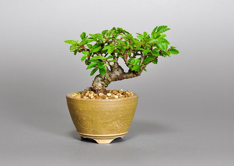 ニレケヤキ-F2（にれけやき・楡欅）雑木盆栽の販売と育て方・作り方・Ulmus parvifolia bonsai photo