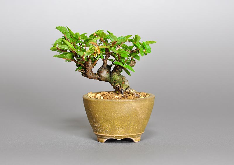 ニレケヤキ-F2（にれけやき・楡欅）雑木盆栽を裏側から見た景色・Ulmus parvifolia bonsai photo