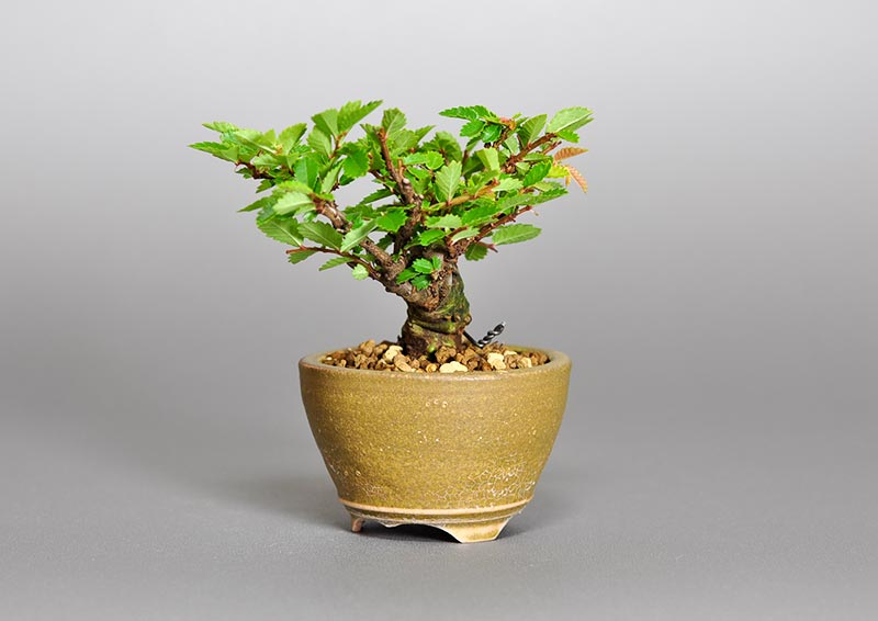 ニレケヤキ-F2（にれけやき・楡欅）雑木盆栽を右側から見た景色・Ulmus parvifolia bonsai photo