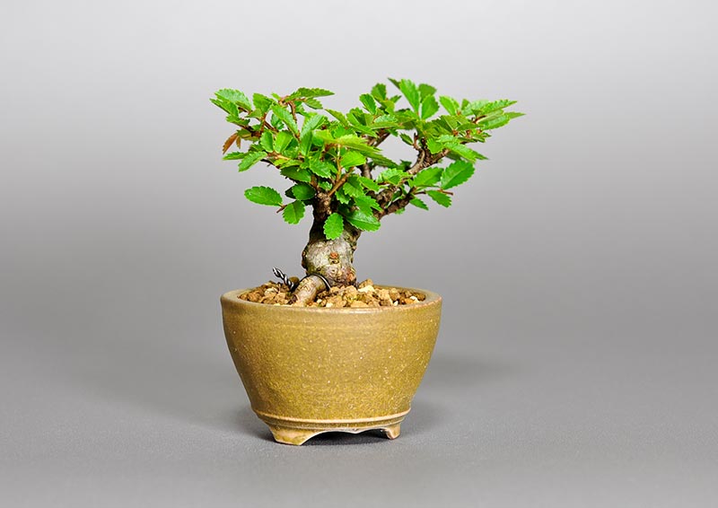 ニレケヤキ-F2（にれけやき・楡欅）雑木盆栽を左側から見た景色・Ulmus parvifolia bonsai photo
