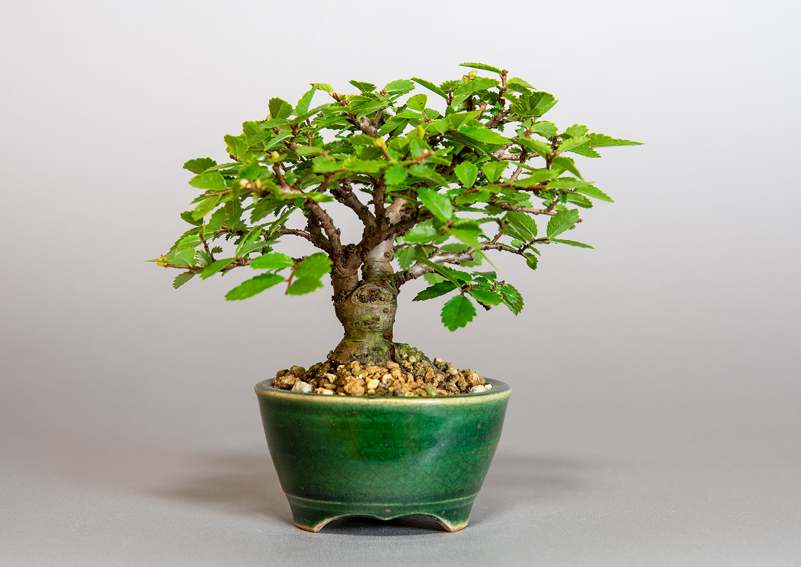 ミニ盆栽・ニレケヤキ-F3（にれけやき・楡欅）雑木盆栽を裏側から見た景色・Ulmus parvifolia bonsai
