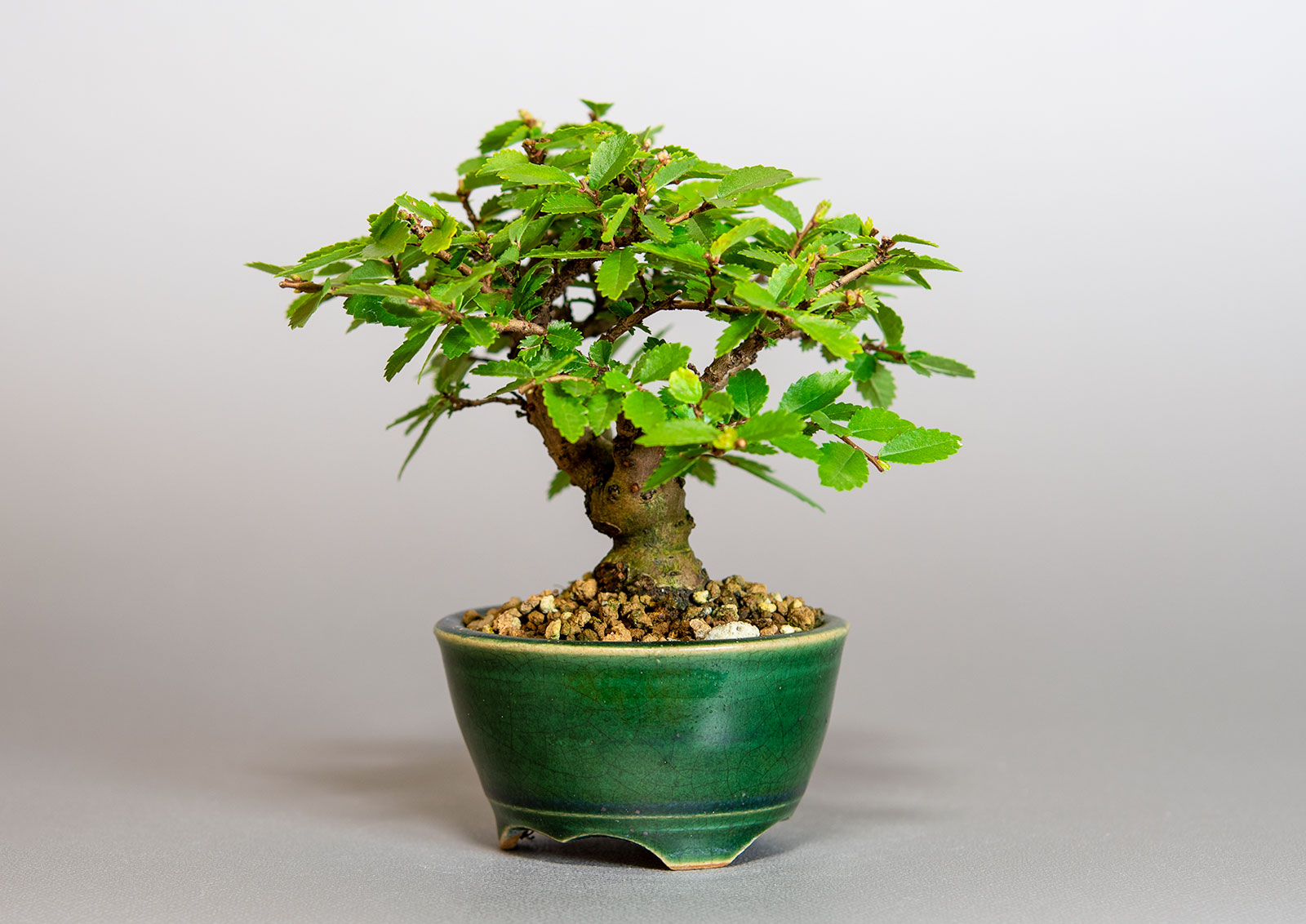 ミニ盆栽・ニレケヤキ-F3（にれけやき・楡欅）雑木盆栽を右側から見た景色・Ulmus parvifolia bonsai