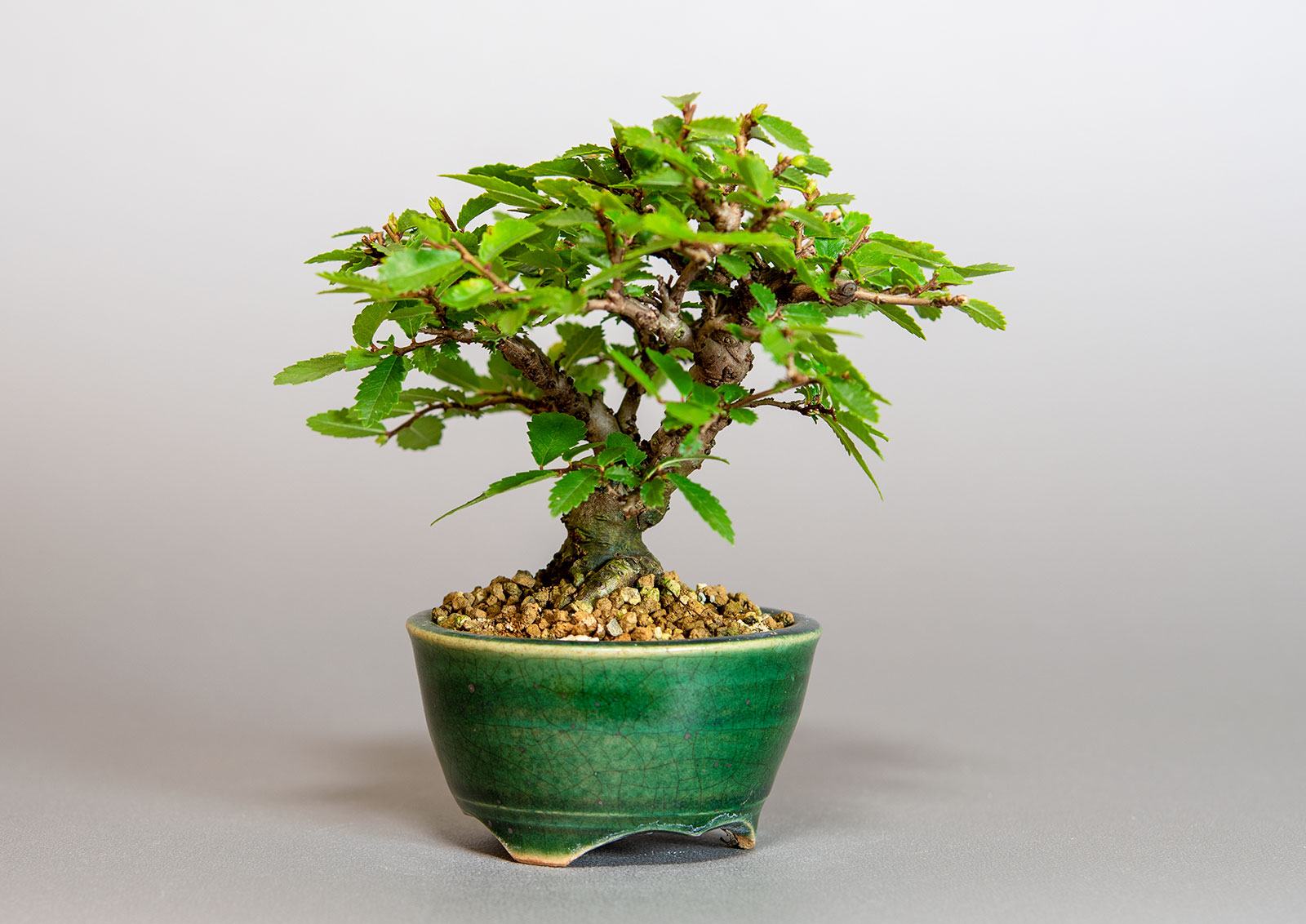 ニレケヤキ-F3（にれけやき・楡欅）雑木盆栽を左側から見た景色・Ulmus parvifolia bonsai