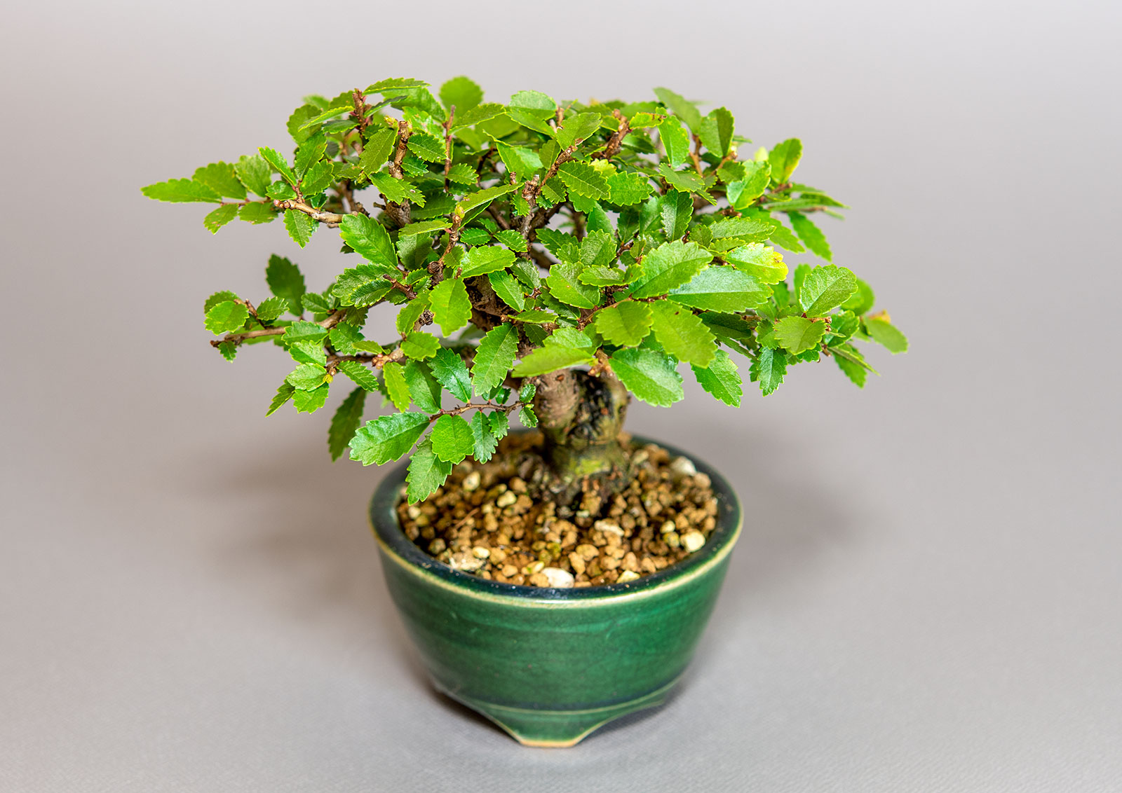 ミニ盆栽・ニレケヤキ-F3（にれけやき・楡欅）雑木盆栽を別側から見た景色・Ulmus parvifolia bonsai