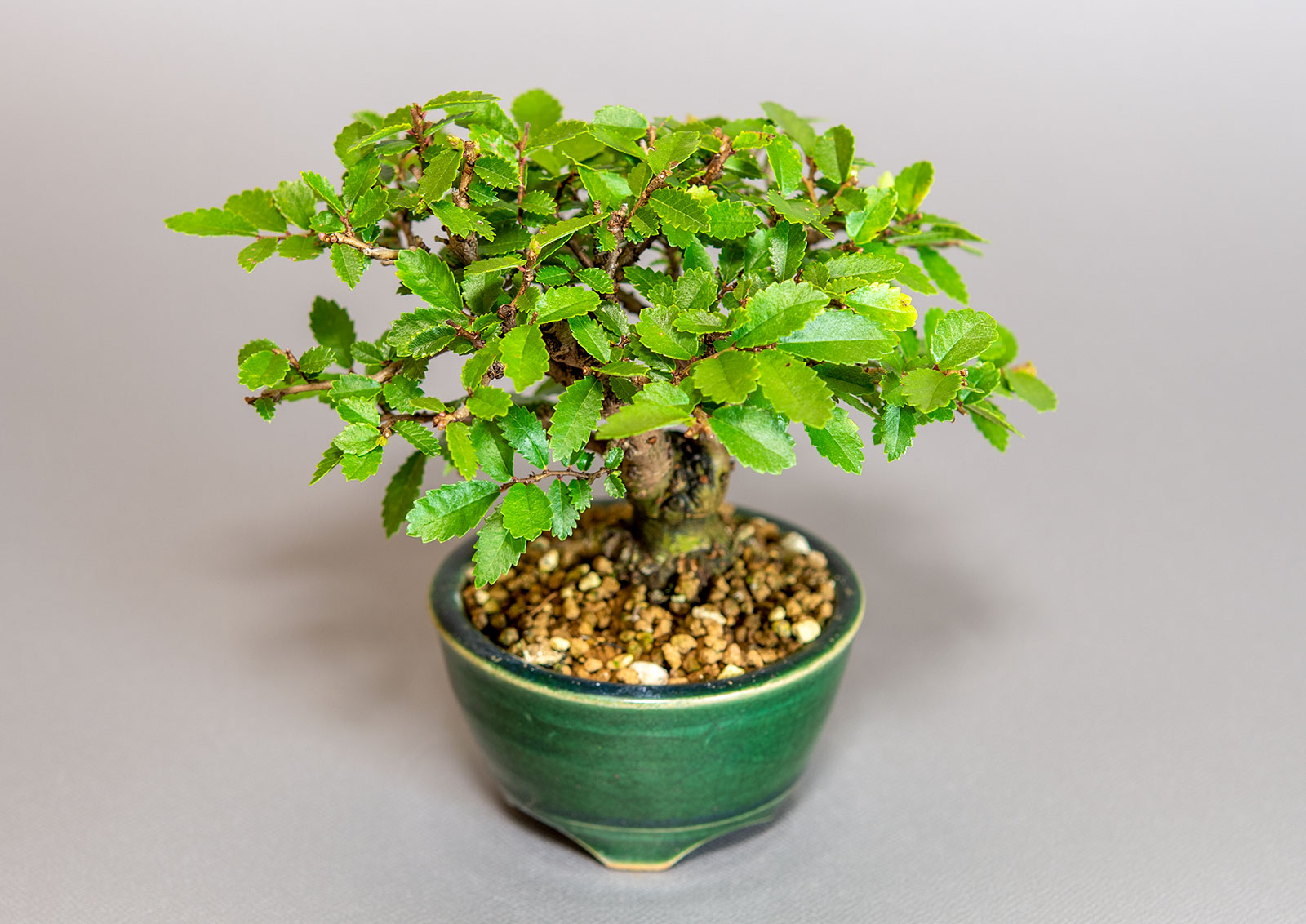 ニレケヤキ-F3（にれけやき・楡欅）雑木盆栽を上側から見た景色・Ulmus parvifolia bonsai