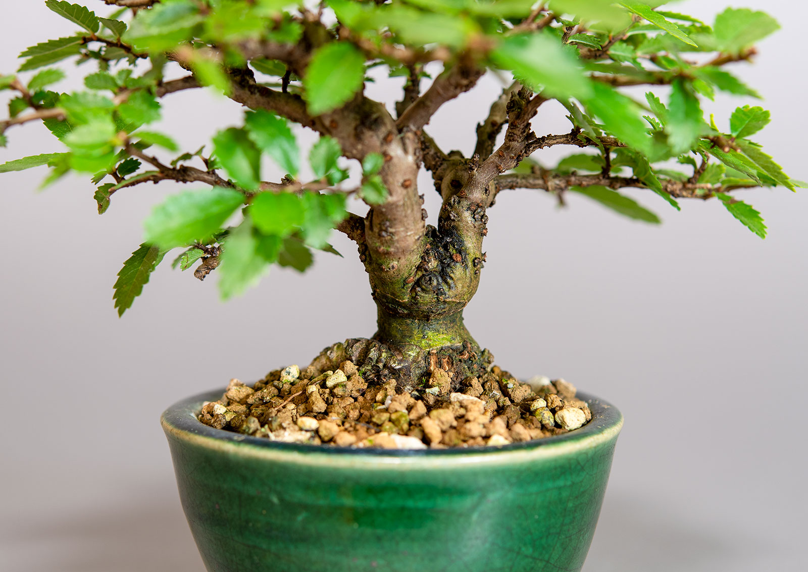 ミニ盆栽・ニレケヤキ-F3（にれけやき・楡欅）雑木盆栽を別側から見た景色-1・Ulmus parvifolia bonsai