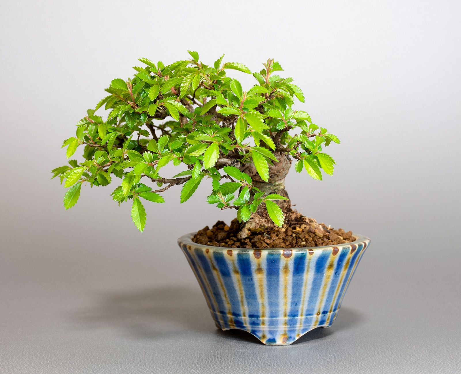 ニレケヤキ-G3（にれけやき・楡欅）雑木盆栽の販売と育て方・作り方・Ulmus parvifolia bonsai