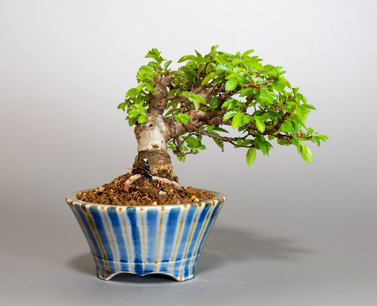 ミニ盆栽・ニレケヤキ-G3（にれけやき・楡欅）雑木盆栽を裏側から見た景色・Ulmus parvifolia bonsai