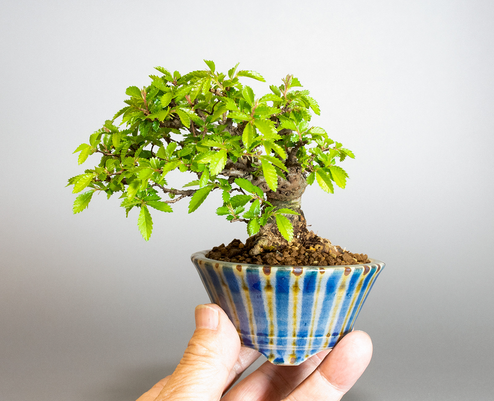 ミニ盆栽・ニレケヤキ-G3（にれけやき・楡欅）雑木盆栽の手乗りの景色・Ulmus parvifolia bonsai