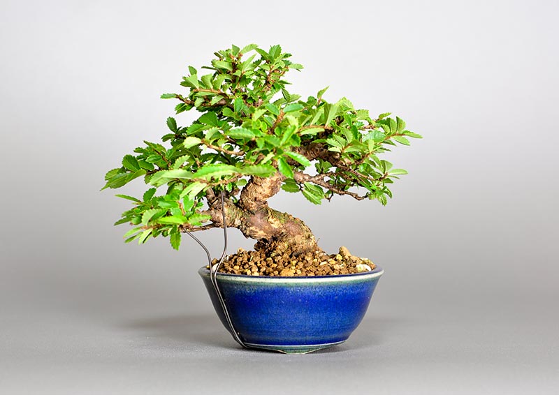 ニレケヤキ-H2（にれけやき・楡欅）雑木盆栽の販売と育て方・作り方・Ulmus parvifolia bonsai photo