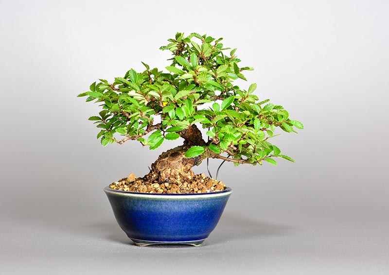 ニレケヤキ-H2（にれけやき・楡欅）雑木盆栽を裏側から見た景色・Ulmus parvifolia bonsai photo