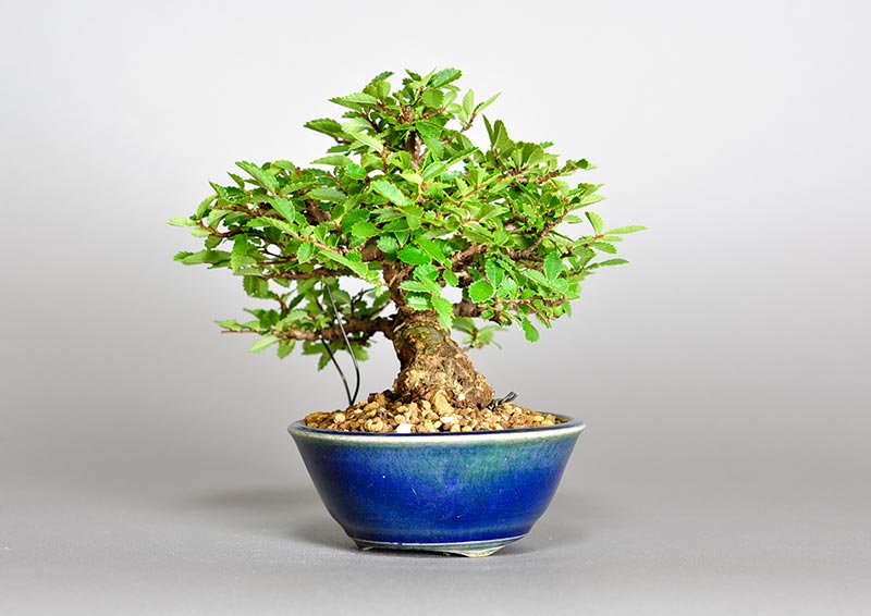 ニレケヤキ-H2（にれけやき・楡欅）雑木盆栽を右側から見た景色・Ulmus parvifolia bonsai photo
