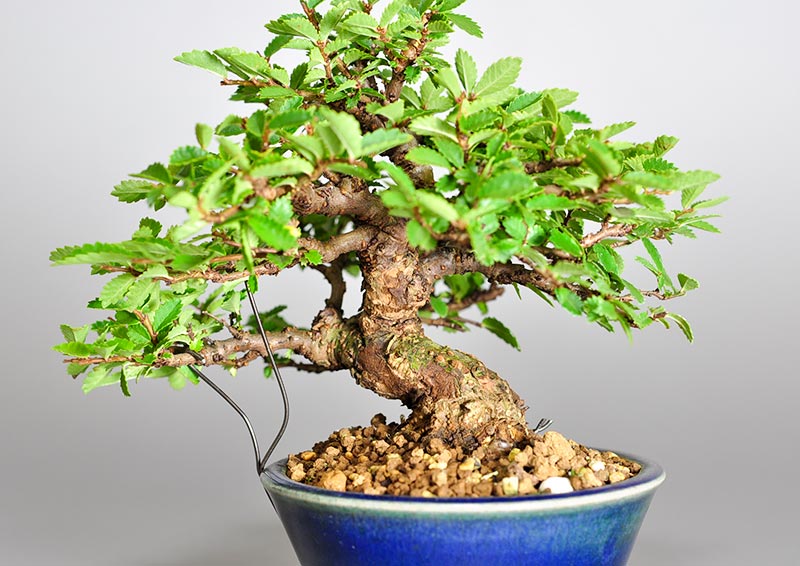 ニレケヤキ-H2（にれけやき・楡欅）雑木盆栽を別側から見た景色・Ulmus parvifolia bonsai photo