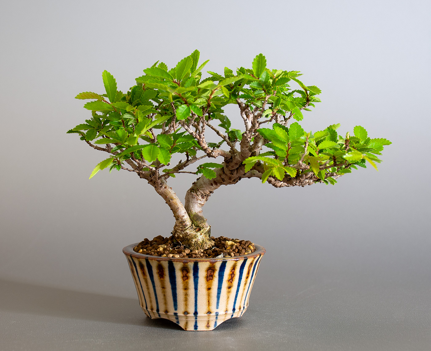 ニレケヤキ-H3（にれけやき・楡欅）雑木盆栽の販売と育て方・作り方・Ulmus parvifolia bonsai