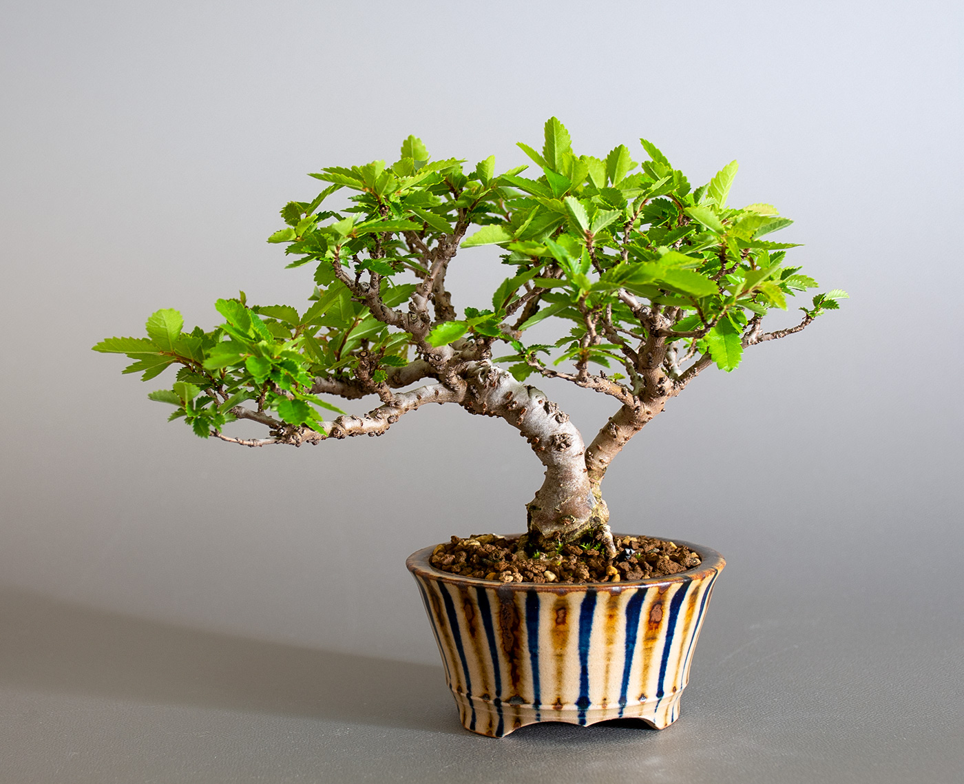 ニレケヤキ-H3（にれけやき・楡欅）雑木盆栽を裏側から見た景色・Ulmus parvifolia bonsai