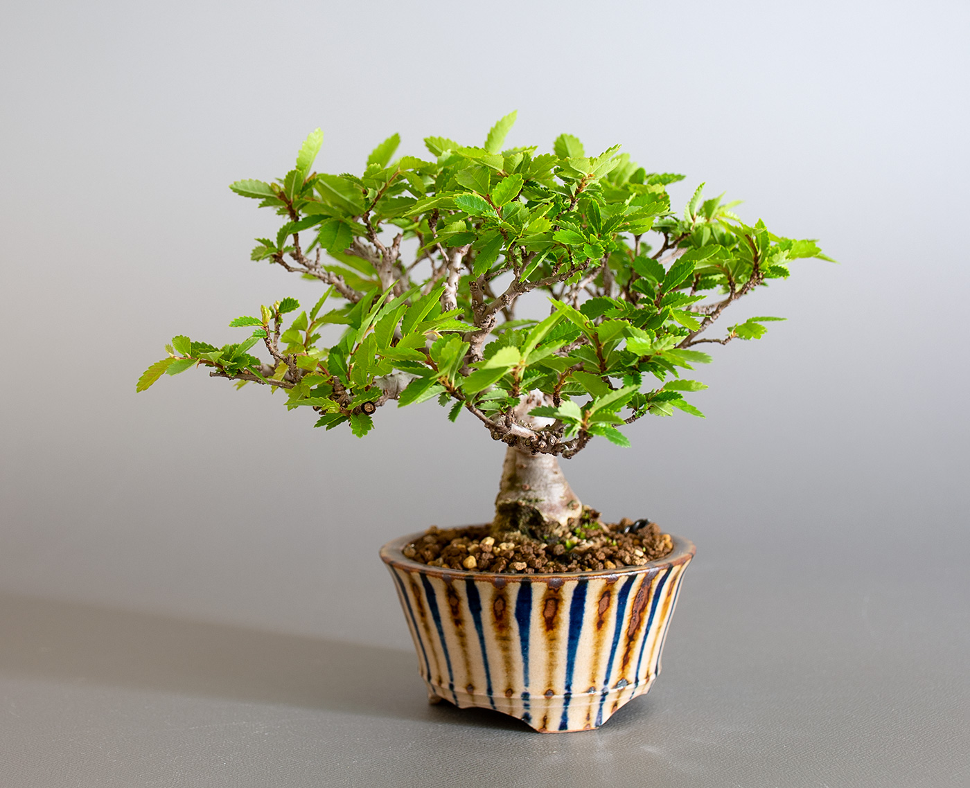 ニレケヤキ-H3（にれけやき・楡欅）雑木盆栽を右側から見た景色・Ulmus parvifolia bonsai