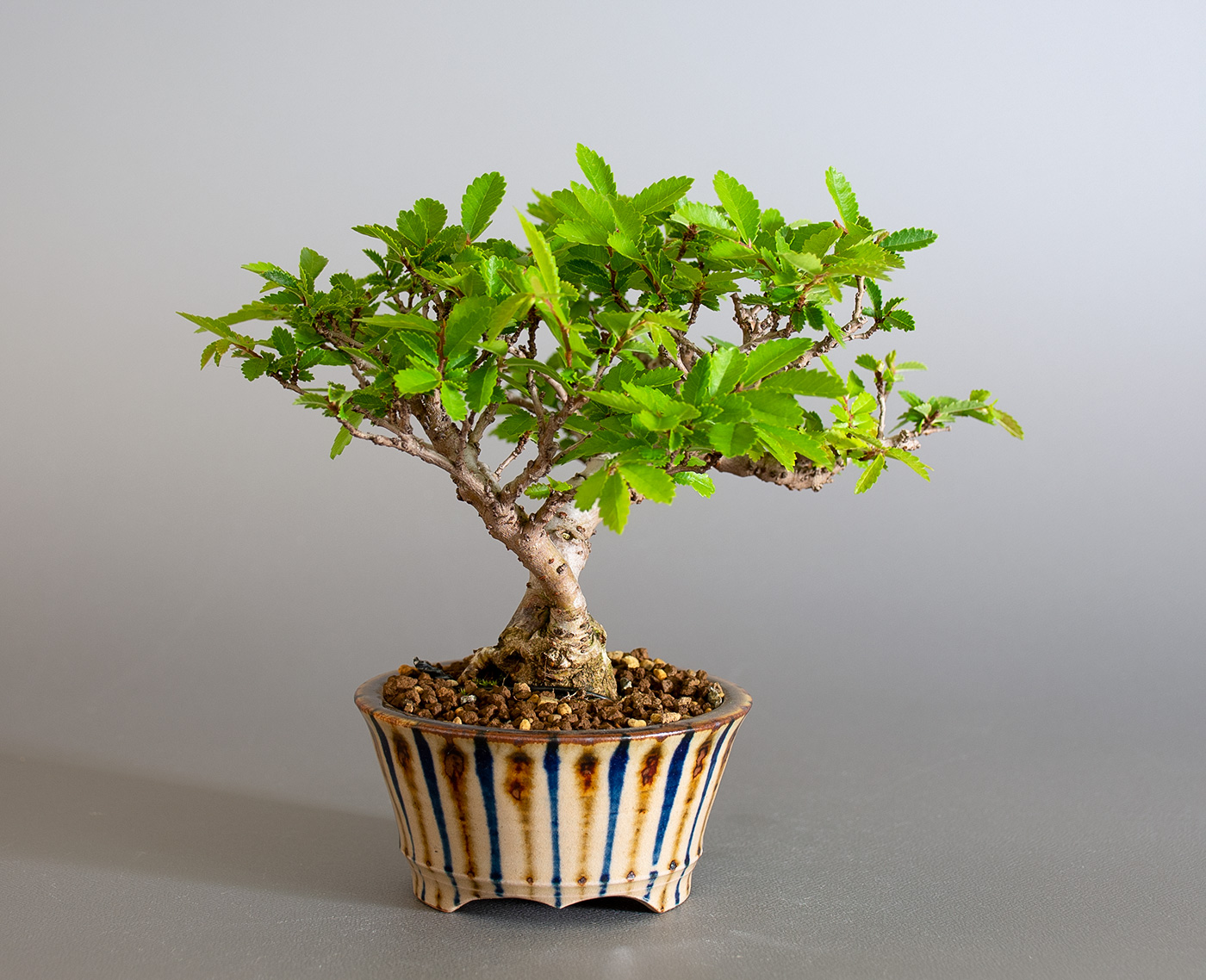 ニレケヤキ-H3（にれけやき・楡欅）雑木盆栽を左側から見た景色・Ulmus parvifolia bonsai