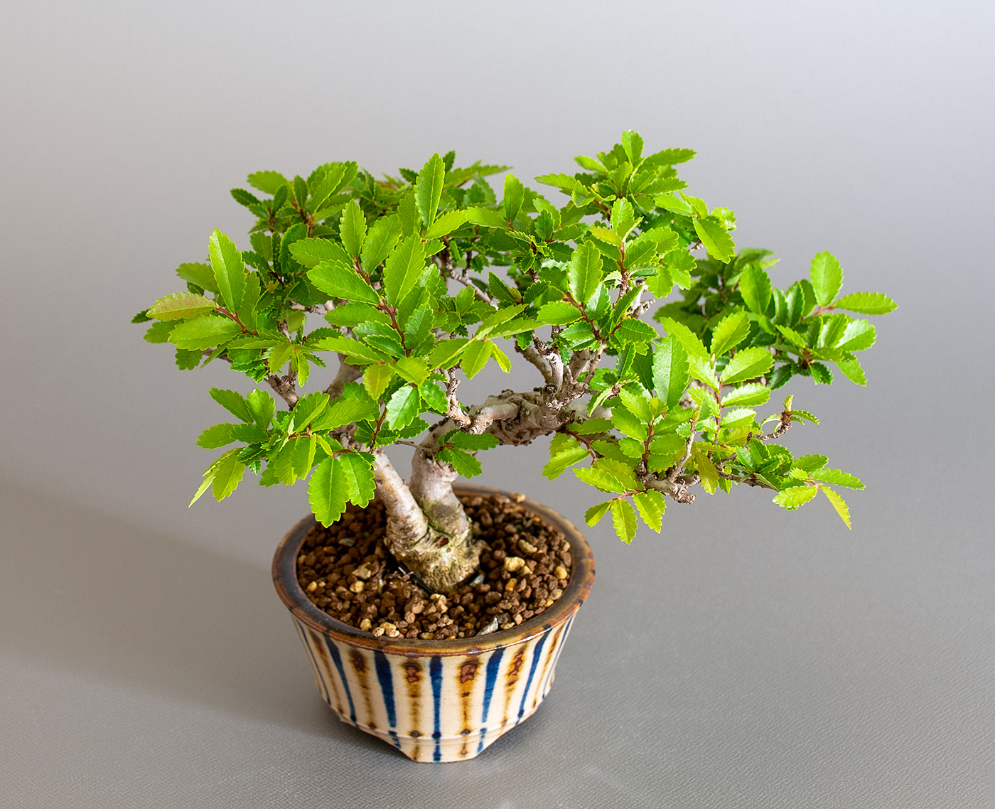 ニレケヤキ-H3（にれけやき・楡欅）雑木盆栽を上側から見た景色・Ulmus parvifolia bonsai