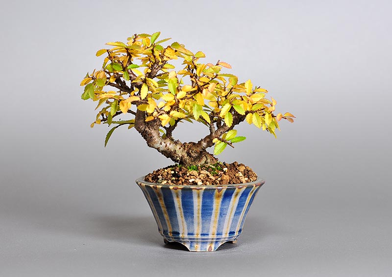 ニレケヤキ-I2（にれけやき・楡欅）雑木盆栽の販売と育て方・作り方・Ulmus parvifolia bonsai