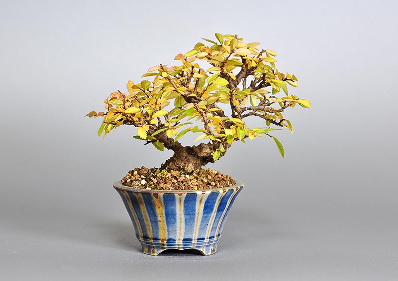 ミニ盆栽・ニレケヤキ-I2（にれけやき・楡欅）雑木盆栽を裏側から見た景色・Ulmus parvifolia bonsai
