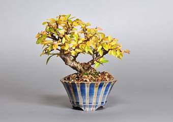 ニレケヤキ-I2（楡欅盆栽）Ulmus parvifolia bonsaiの販売・通販店｜Bonsai trees Shop