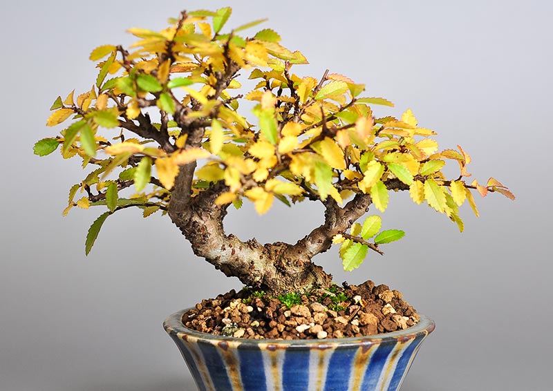 ミニ盆栽・ニレケヤキ-I2（にれけやき・楡欅）雑木盆栽を別側から見た景色・Ulmus parvifolia bonsai