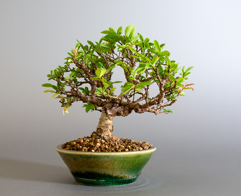 ニレケヤキ-I3（にれけやき・楡欅）雑木盆栽を裏側から見た景色・Ulmus parvifolia bonsai