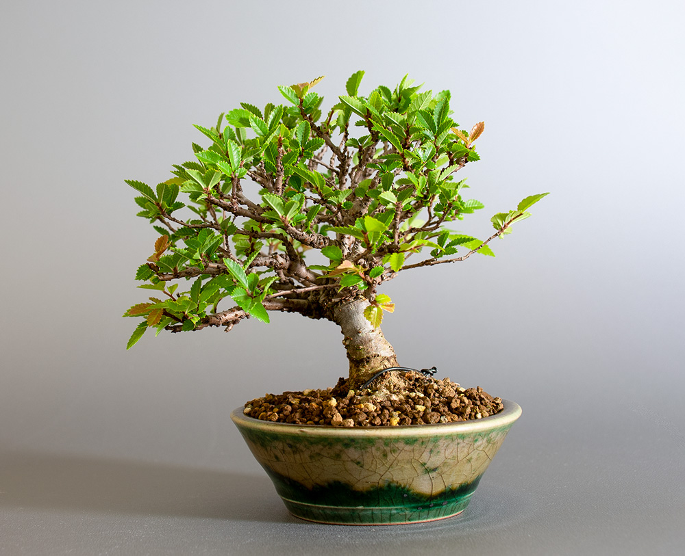 ニレケヤキ-I3（にれけやき・楡欅）雑木盆栽を右側から見た景色・Ulmus parvifolia bonsai