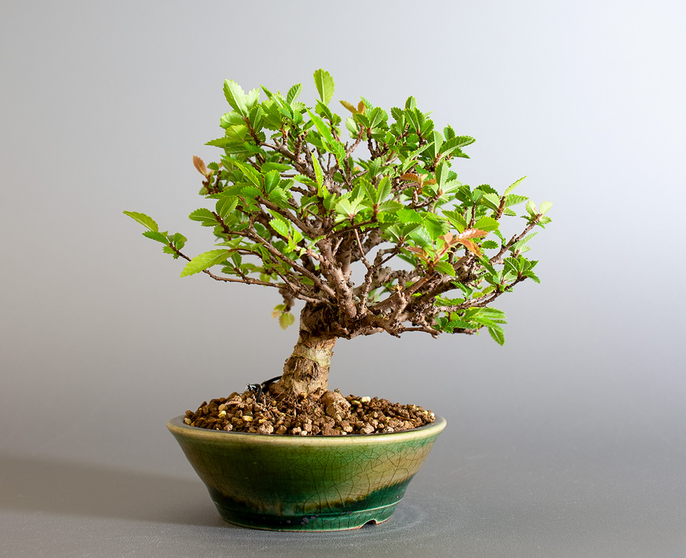 ニレケヤキ-I3（にれけやき・楡欅）雑木盆栽を左側から見た景色・Ulmus parvifolia bonsai
