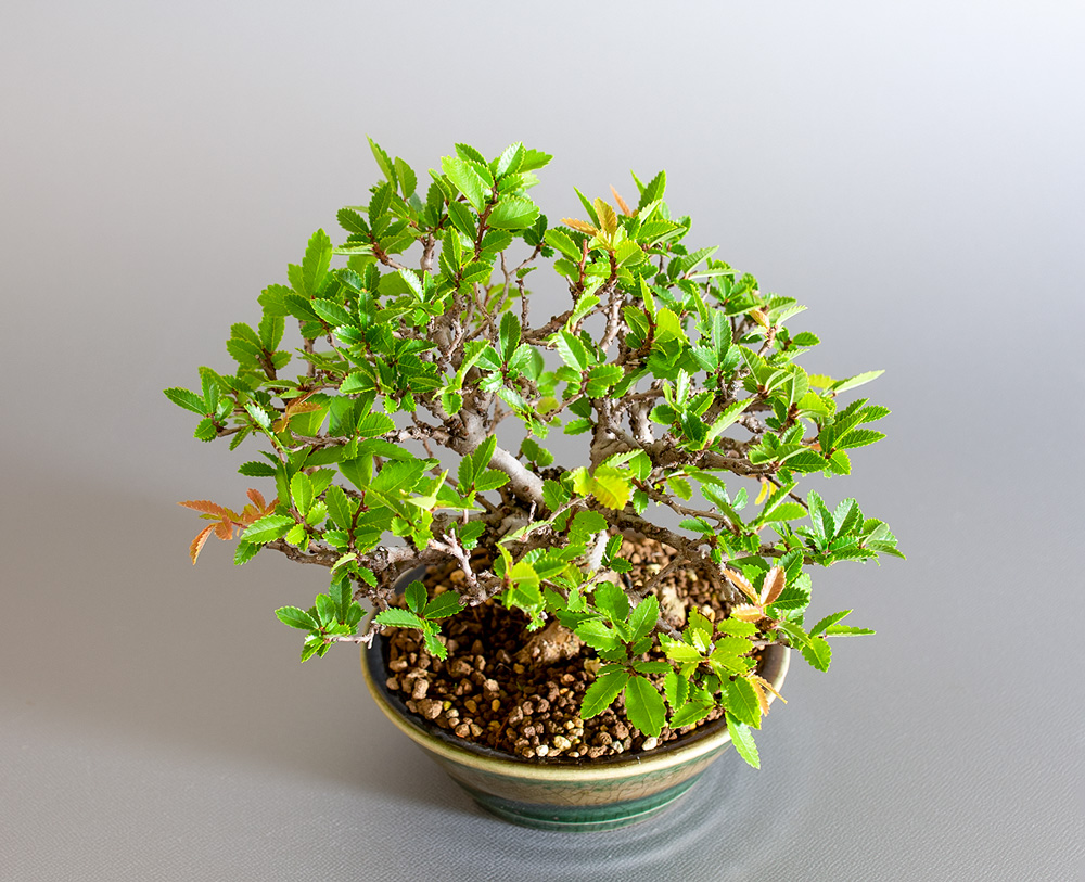 ニレケヤキ-I3（にれけやき・楡欅）雑木盆栽を上側から見た景色・Ulmus parvifolia bonsai