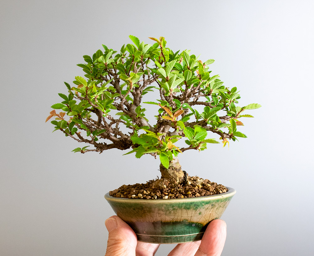 ニレケヤキ-I3（にれけやき・楡欅）雑木盆栽の手乗りの景色・Ulmus parvifolia bonsai