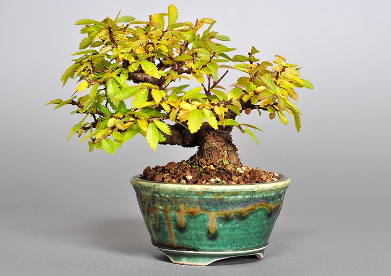 ミニ盆栽・ニレケヤキ-J2（にれけやき・楡欅）雑木盆栽を別側から見た景色・Ulmus parvifolia bonsai