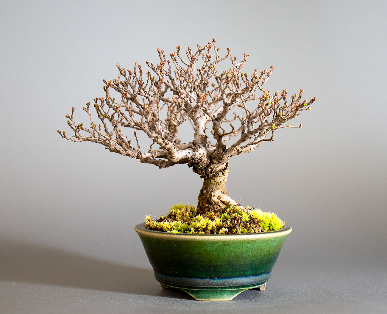 ニレケヤキ-J3（にれけやき・楡欅）雑木盆栽の販売と育て方・作り方・Ulmus parvifolia bonsai