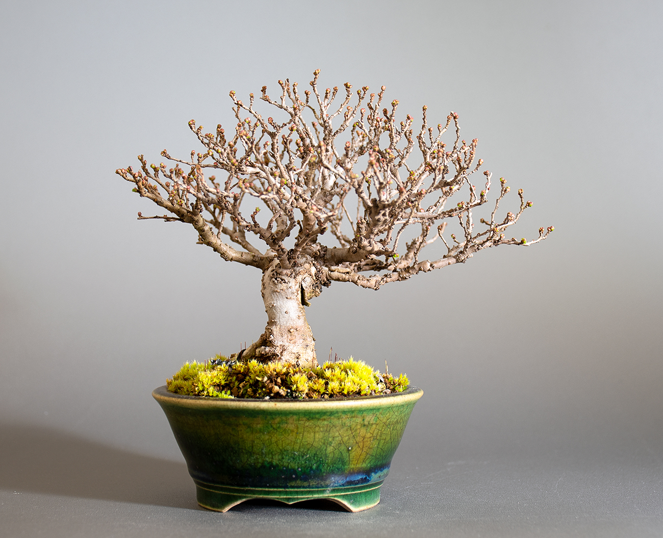 ニレケヤキ-J3（にれけやき・楡欅）雑木盆栽を裏側から見た景色・Ulmus parvifolia bonsai