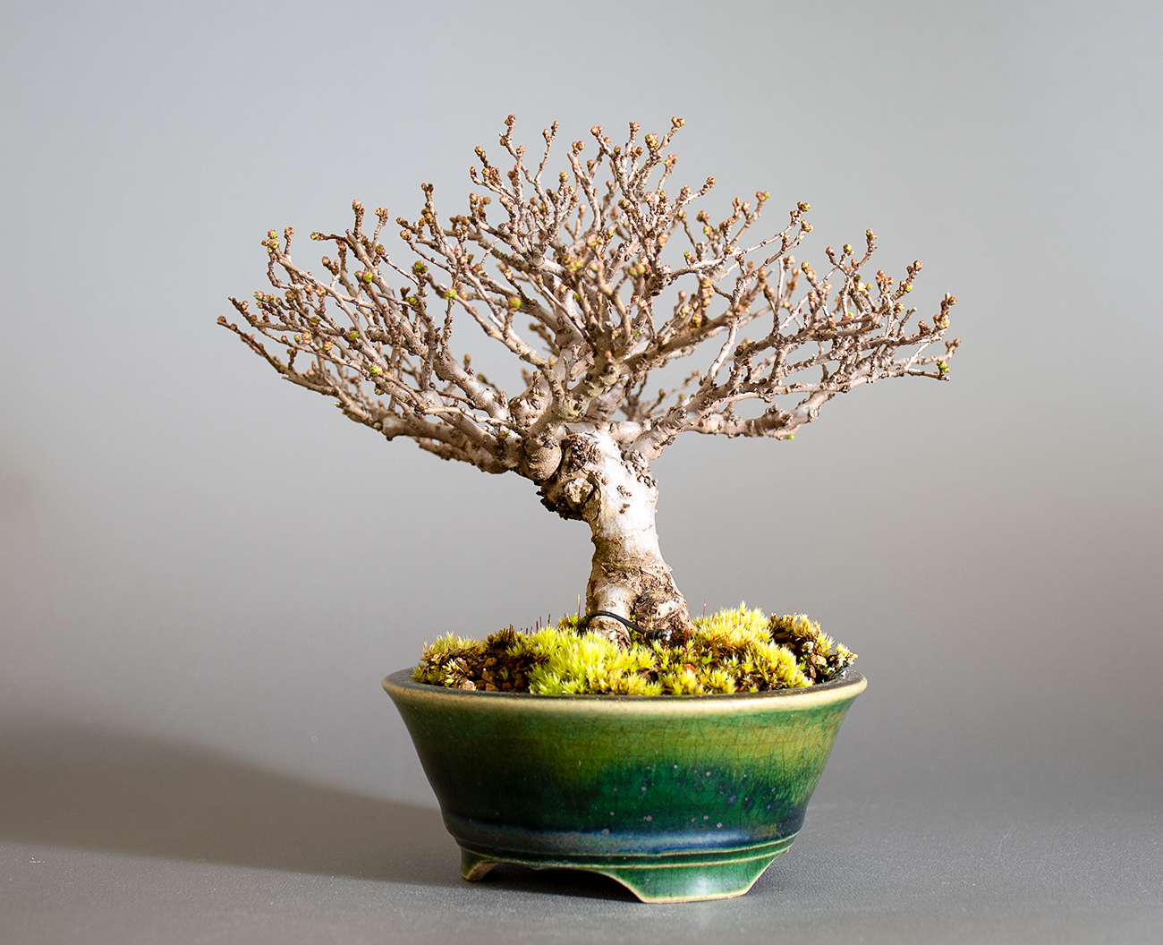 ニレケヤキ-J3（にれけやき・楡欅）雑木盆栽を右側から見た景色・Ulmus parvifolia bonsai